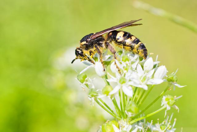 ゴキブリ・トコジラミ・ハチの駆除